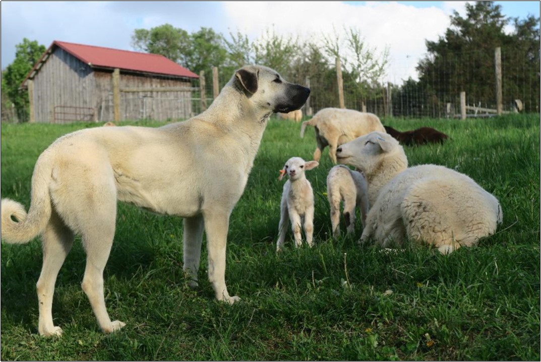 Anatolian shepherd club cheap of america